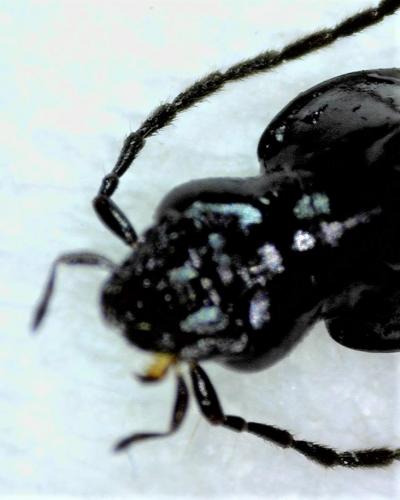 Réf. 274 555 : Agonum gracile
